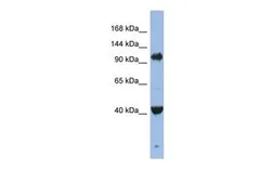 Anti-EIF2C4 antibody, Internal used in Western Blot (WB). GTX44813