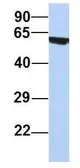 Anti-FLJ14803 antibody, N-term used in Western Blot (WB). GTX44827