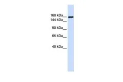 Anti-Laminin gamma 1 antibody, Internal used in Western Blot (WB). GTX44865