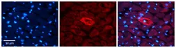 Anti-MTRR antibody, N-term used in IHC (Paraffin sections) (IHC-P). GTX44879