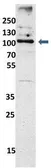 Anti-EXOC6 antibody, N-term used in Western Blot (WB). GTX44929
