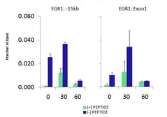 Anti-MED31 antibody, N-term used in ChIP assay (ChIP assay). GTX45020