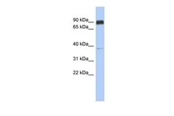 Anti-CCDC157 antibody, Internal used in Western Blot (WB). GTX45090