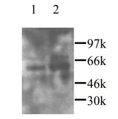 Anti-CX3CL1 antibody used in Western Blot (WB). GTX45091