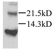 Anti-SDF1 alpha antibody used in Western Blot (WB). GTX45117