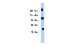 Anti-C2ORF55 antibody, Internal used in Western Blot (WB). GTX45135