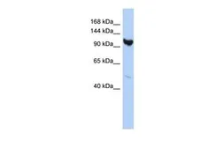 Anti-ARMC3 antibody, Internal used in Western Blot (WB). GTX45240