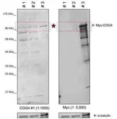 Anti-COG4 antibody, Internal used in Western Blot (WB). GTX45311