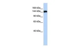 Anti-KIAA0182 antibody, N-term used in Western Blot (WB). GTX45337