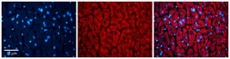 Anti-TXN2 antibody, Internal used in IHC (Paraffin sections) (IHC-P). GTX45360