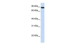 Anti-FAM47A antibody, Internal used in Western Blot (WB). GTX45512