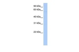 Anti-LRRC56 antibody, N-term used in Western Blot (WB). GTX45526
