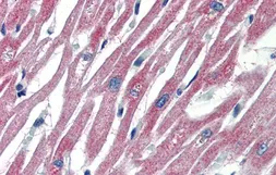 Anti-PLEKHH2 antibody, C-term used in IHC (Paraffin sections) (IHC-P). GTX45588