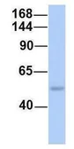 Anti-SH2D3C antibody, N-term used in Western Blot (WB). GTX45592