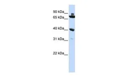 Anti-C7ORF31 antibody, N-term used in Western Blot (WB). GTX45728