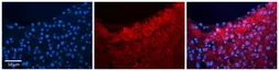 Anti-HBS1L antibody, C-term used in IHC (Paraffin sections) (IHC-P). GTX45800