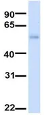 Anti-MANEA antibody, Internal used in Western Blot (WB). GTX45981