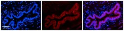 Anti-TMEM135 antibody, N-term used in IHC (Paraffin sections) (IHC-P). GTX45996