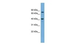 Anti-FAM105A antibody, N-term used in Western Blot (WB). GTX46074