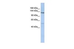 Anti-CHSY3 antibody, N-term used in Western Blot (WB). GTX46124