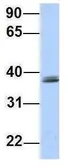 Anti-SRRD antibody, Internal used in Western Blot (WB). GTX46267