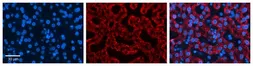 Anti-CTAGE5 antibody, Internal used in IHC (Paraffin sections) (IHC-P). GTX46272