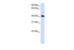Anti-C1ORF159 antibody, C-term used in Western Blot (WB). GTX46316