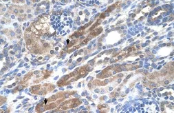 Anti-KIAA0319 antibody, N-term used in IHC (Paraffin sections) (IHC-P). GTX46363