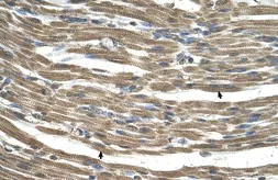Anti-C21ORF33 antibody, N-term used in IHC (Paraffin sections) (IHC-P). GTX46523