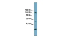 Anti-Integrin alpha 8 antibody, N-term used in Western Blot (WB). GTX46547