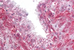 Anti-TMTC4 antibody, N-term used in IHC (Paraffin sections) (IHC-P). GTX46582