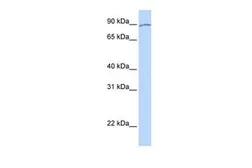 Anti-KIAA0317 antibody, Internal used in Western Blot (WB). GTX46607