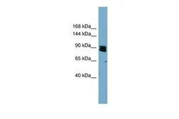 Anti-KIAA0317 antibody, N-term used in Western Blot (WB). GTX46608