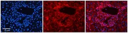 Anti-SLC26A1 antibody, Internal used in IHC (Paraffin sections) (IHC-P). GTX46795