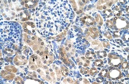 Anti-SLC7A14 antibody, N-term used in IHC (Paraffin sections) (IHC-P). GTX46801