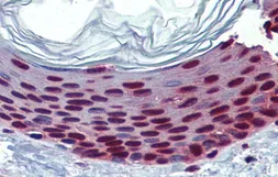 Anti-SLC35A5 antibody, N-term used in IHC (Paraffin sections) (IHC-P). GTX46810