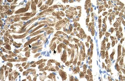Anti-PEX10 antibody, Internal used in IHC (Paraffin sections) (IHC-P). GTX46881