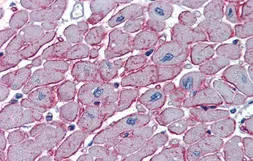Anti-DCST1 antibody, C-term used in IHC (Paraffin sections) (IHC-P). GTX46888