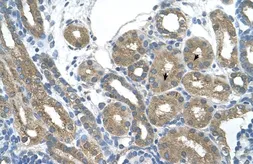 Anti-RNF165 antibody, Internal used in IHC (Paraffin sections) (IHC-P). GTX46889