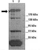 Anti-MPDZ antibody, Internal used in Western Blot (WB). GTX46953