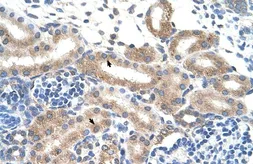 Anti-FAM174B antibody, N-term used in IHC (Paraffin sections) (IHC-P). GTX46960