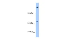 Anti-Niban antibody, N-term used in Western Blot (WB). GTX46971
