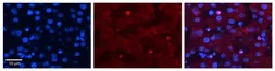 Anti-ZGPAT antibody, N-term used in IHC (Paraffin sections) (IHC-P). GTX46975