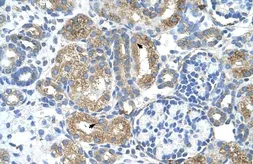 Anti-COBLL1 antibody, N-term used in IHC (Paraffin sections) (IHC-P). GTX47028