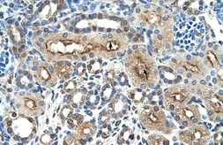 Anti-CD299 antibody, N-term used in IHC (Paraffin sections) (IHC-P). GTX47033