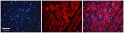 Anti-LSS antibody, Internal used in IHC (Paraffin sections) (IHC-P). GTX47108