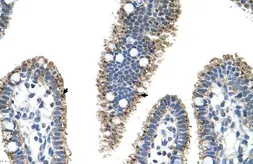 Anti-PRODH2 antibody, C-term used in IHC (Paraffin sections) (IHC-P). GTX47135