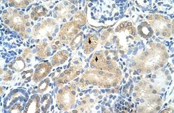Anti-MAT1A antibody, N-term used in IHC (Paraffin sections) (IHC-P). GTX47163