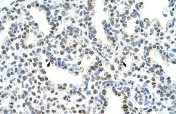 Anti-WDR6 antibody, C-term used in IHC (Paraffin sections) (IHC-P). GTX47169