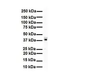 Anti-HNRNPA3 antibody, N-term used in Western Blot (WB). GTX47187